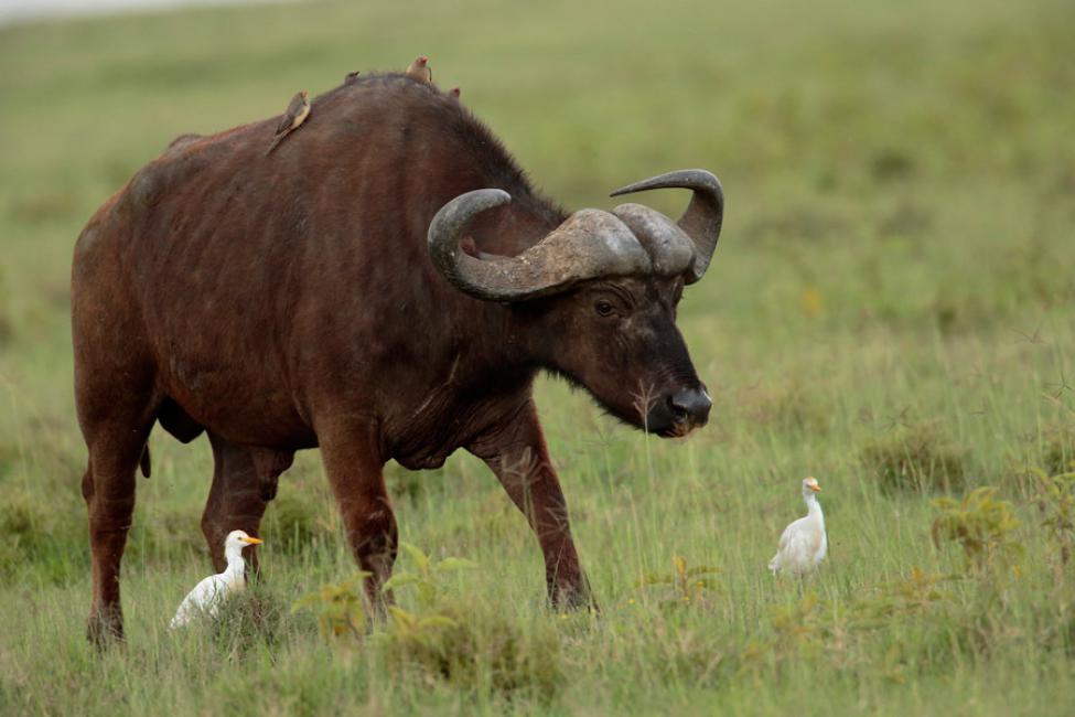 Garcillas bueyeras y búfalo